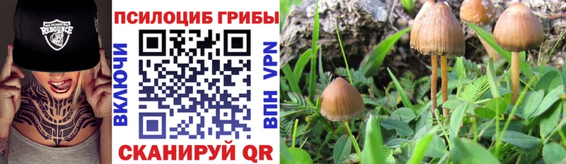 где найти   Каргат  Галлюциногенные грибы Magic Shrooms 